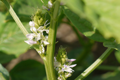 Cyamopsis tetragonoloba